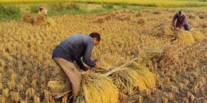Budget changes for rural demand
