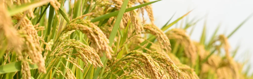 Rabi Season Readiness: Inside India's 2025 Urea Buffer Plan