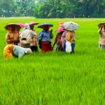 India Rice Output Set for Its Biggest Drop in Two Decades: What It Means for the Economy and Your Money