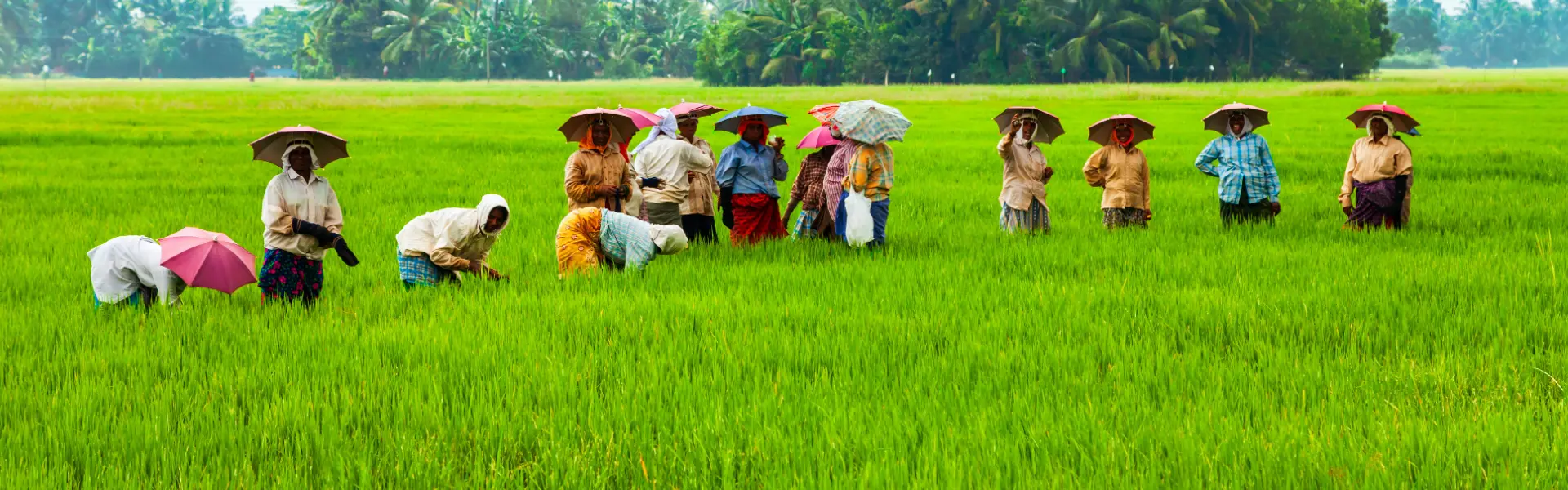 India Rice Output Set for Its Biggest Drop in Two Decades: What It Means for the Economy and Your Money